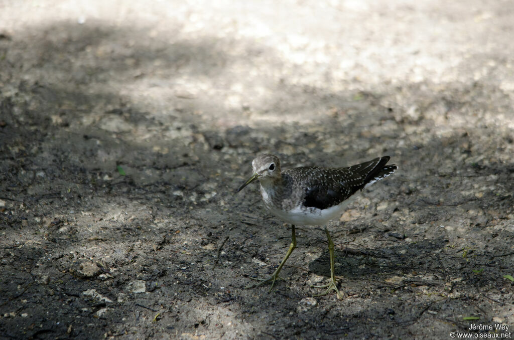 Solitary Sandpiper