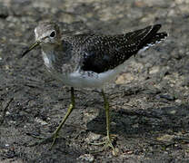 Solitary Sandpiper