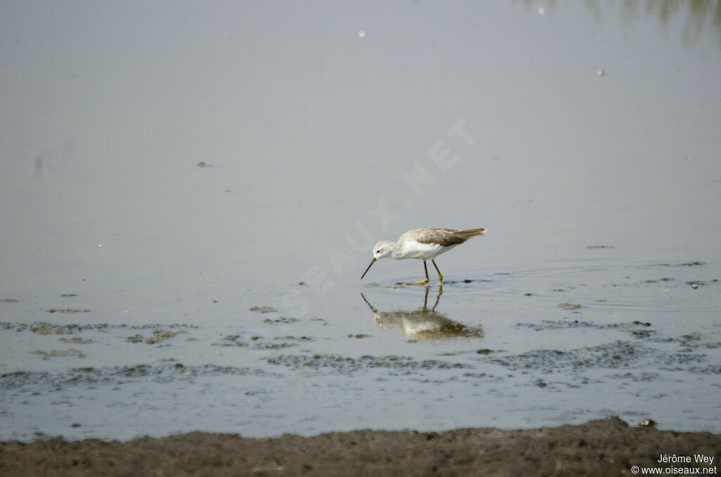 Marsh Sandpiper