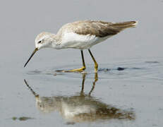 Marsh Sandpiper