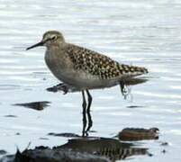 Wood Sandpiper