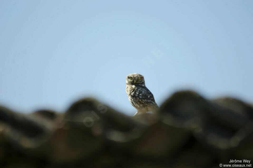 Little Owl