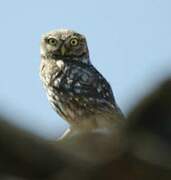 Little Owl