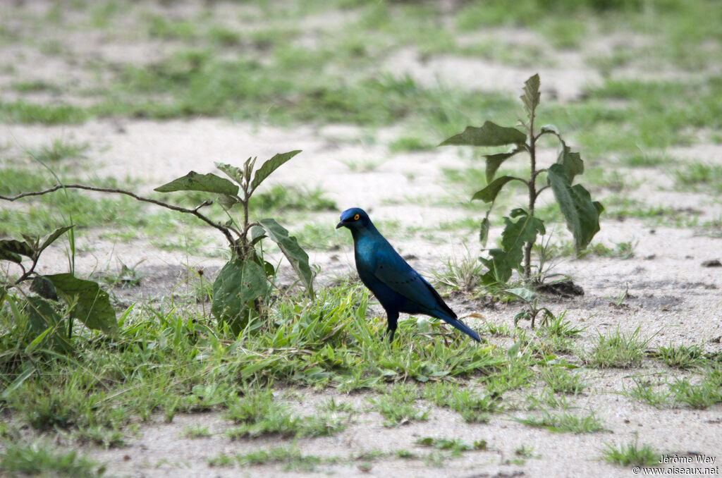 Greater Blue-eared Starling