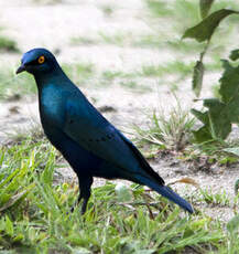 Choucador à oreillons bleus