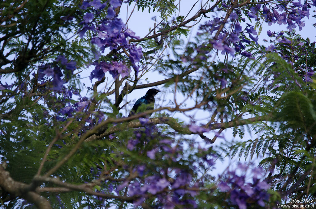 Purple-headed Starling