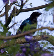 Purple-headed Starling