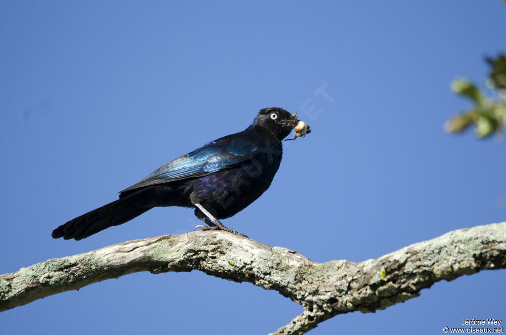 Rüppell's Starling