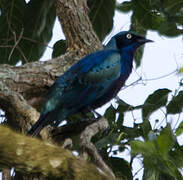 Splendid Starling