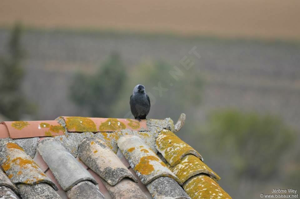 Western Jackdaw