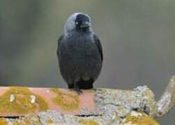 Western Jackdaw