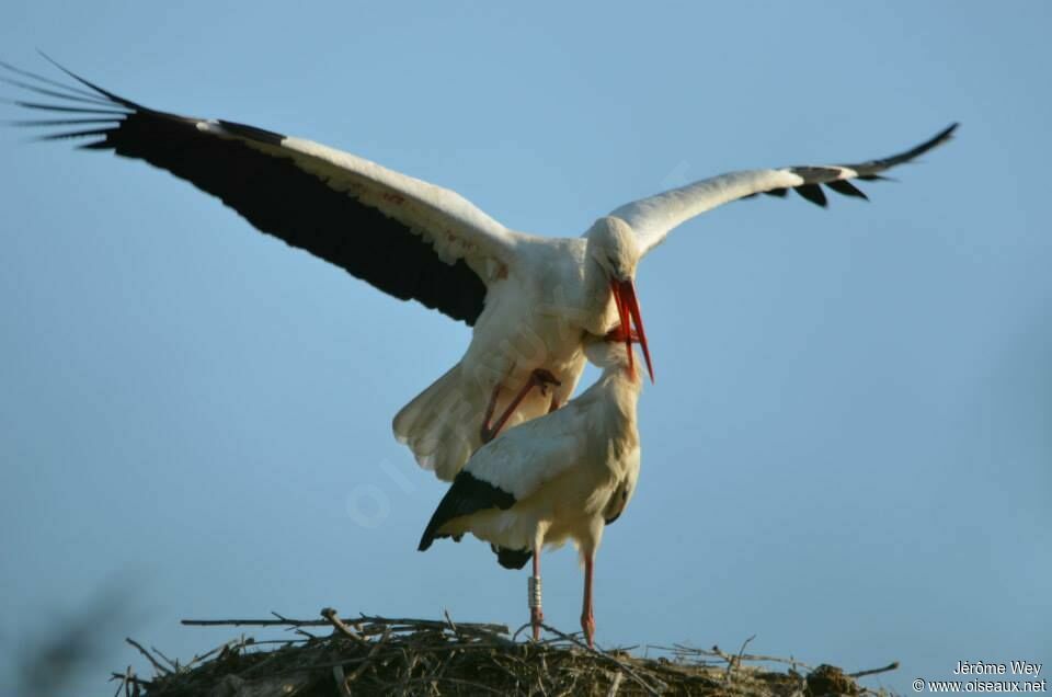 White Stork