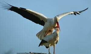 White Stork