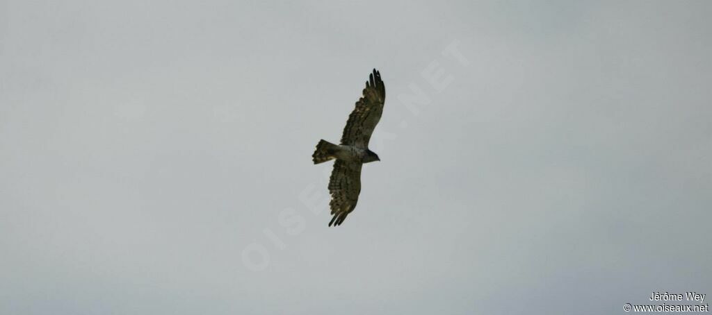 Short-toed Snake Eagle