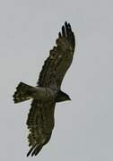 Short-toed Snake Eagle