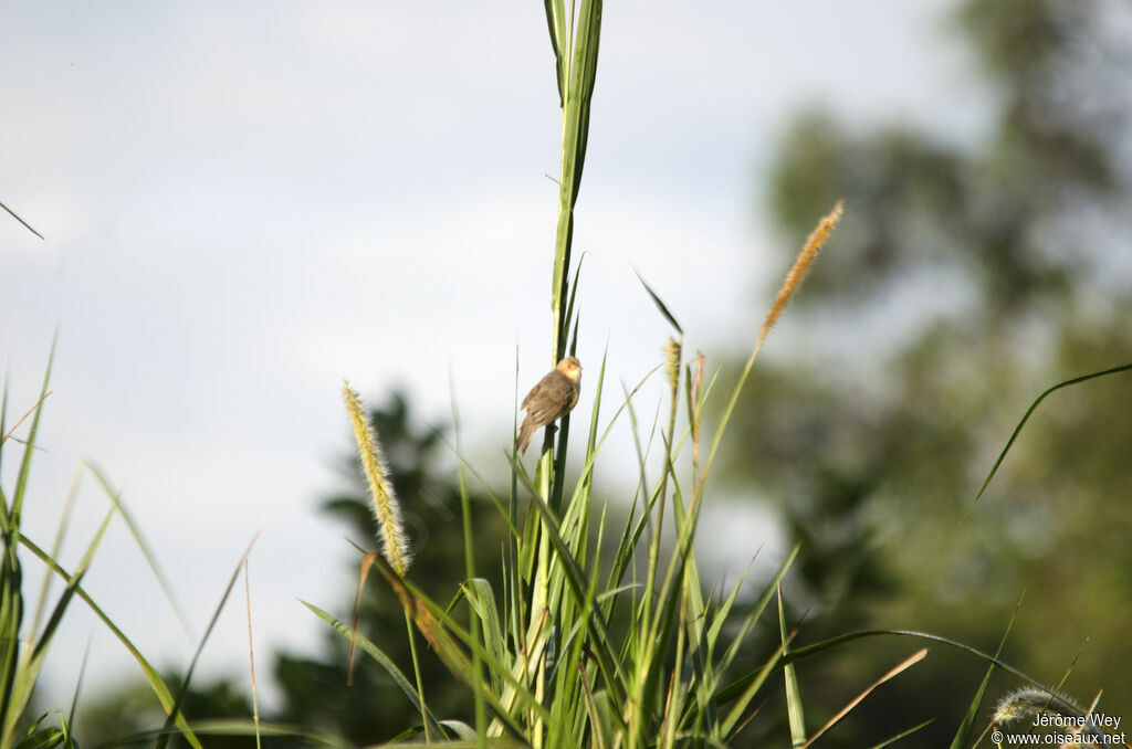 Red-faced Cisticola