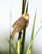 Red-faced Cisticola