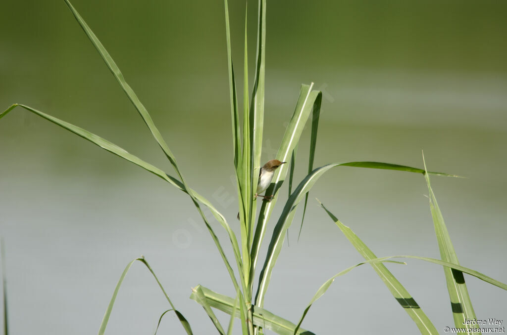 Carruthers's Cisticola