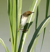 Carruthers's Cisticola