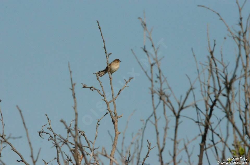 Zitting Cisticola