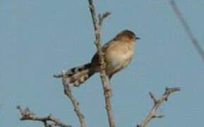 Zitting Cisticola