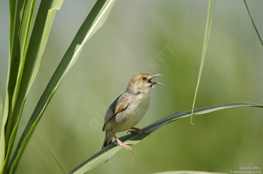 Winding Cisticola