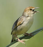 Winding Cisticola