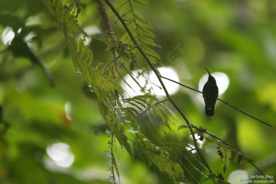 Green-throated Carib