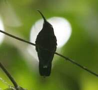 Colibri falle-vert