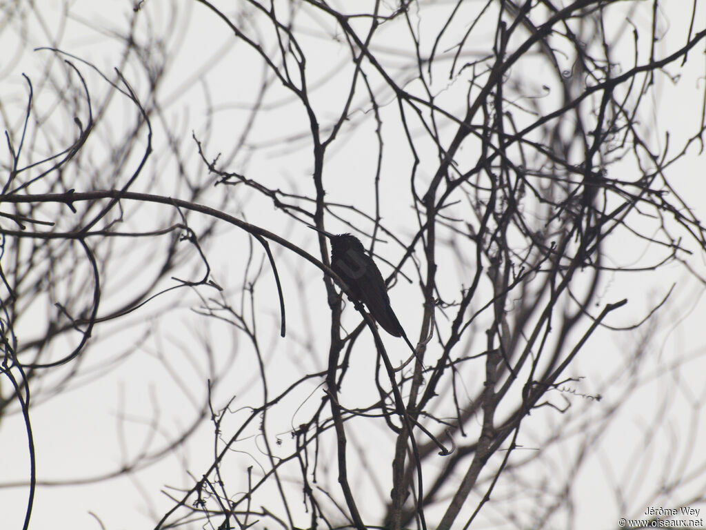 Colibri hirondelle