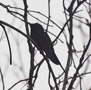 Colibri hirondelle