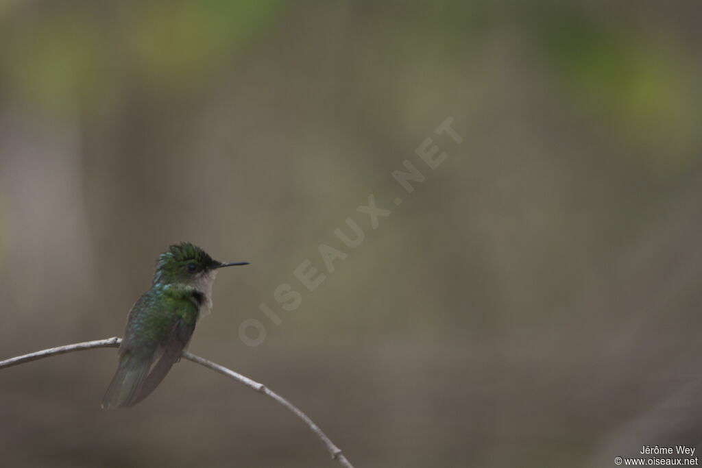 Antillean Crested Hummingbird female