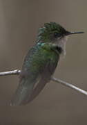 Antillean Crested Hummingbird