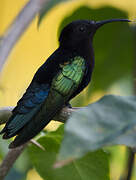 Purple-throated Carib