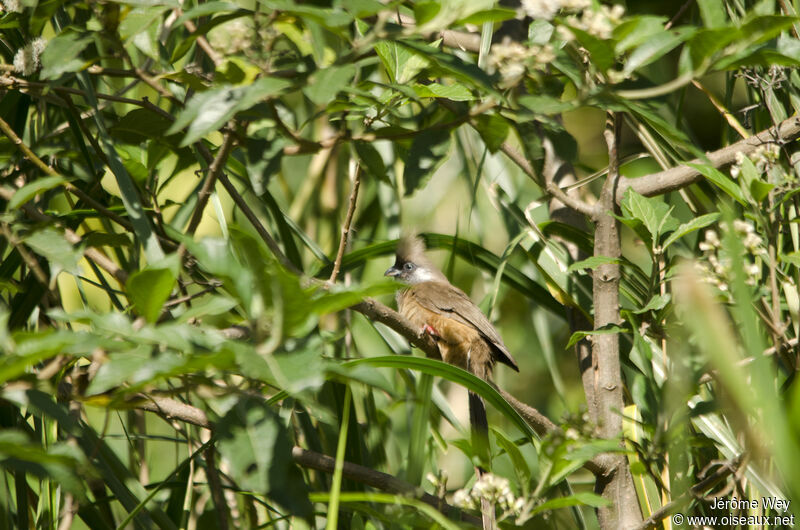 Speckled Mousebird