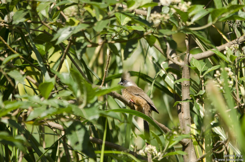 Speckled Mousebird