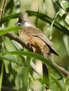 Speckled Mousebird