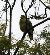 African Green Pigeon