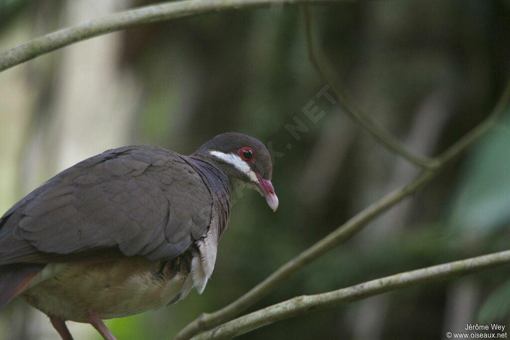 Bridled Quail-Dove