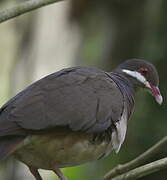 Bridled Quail-Dove