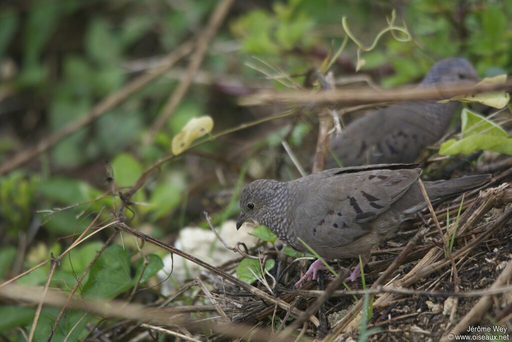 Common Ground Dove