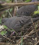 Common Ground Dove