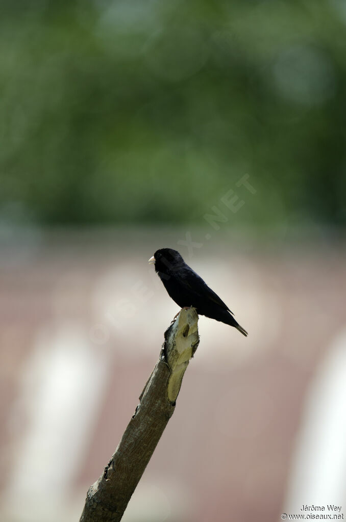 Village Indigobird