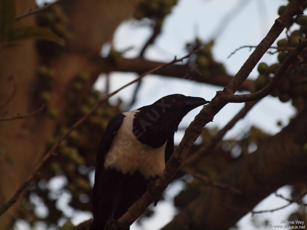 Pied Crow