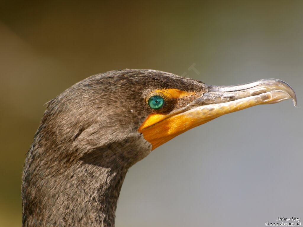 Cormoran à aigrettes