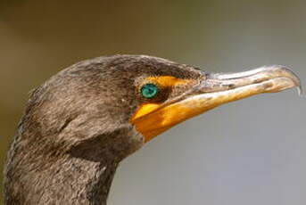 Cormoran à aigrettes