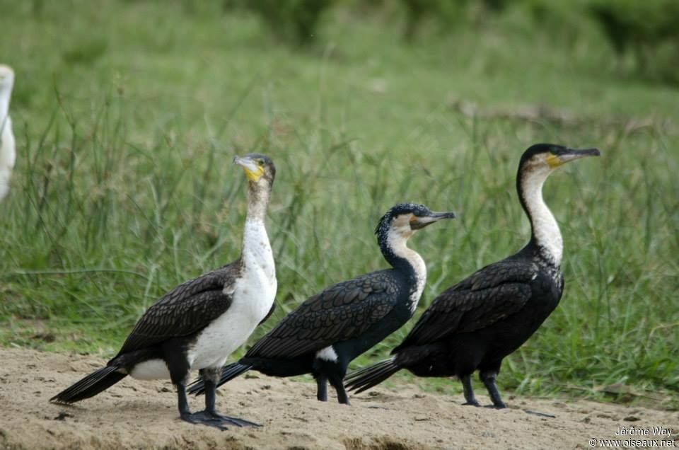 Cormoran à poitrine blanche