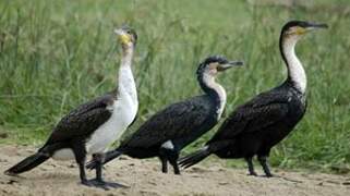 Cormoran à poitrine blanche