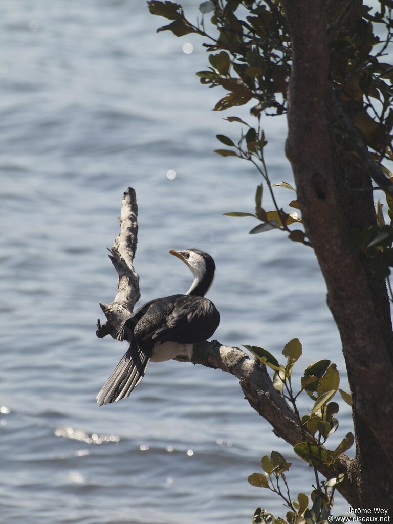 Little Pied Cormorant