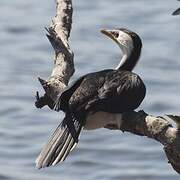 Little Pied Cormorant